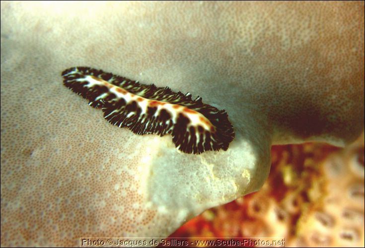 2-nudibranch-0819-c1m1-great-barrier-reef.jpg