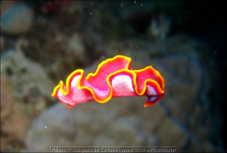 2-nudibranch-1068-c1-great-barrier-reef.jpg