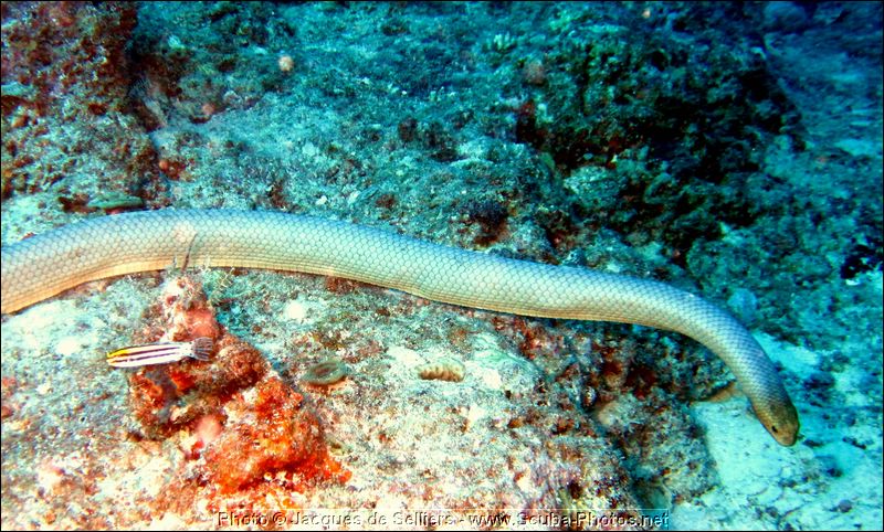 3-olive-sea-snake-5029-c1-great-barrier-reef.jpg