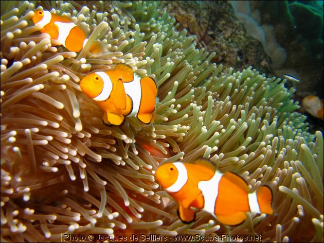 5-clownfish-1298-m1-great-barrier-reef.jpg