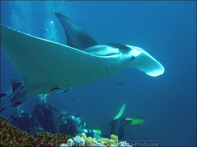 8-manta-ray-5205-m1-great-barrier-reef.jpg