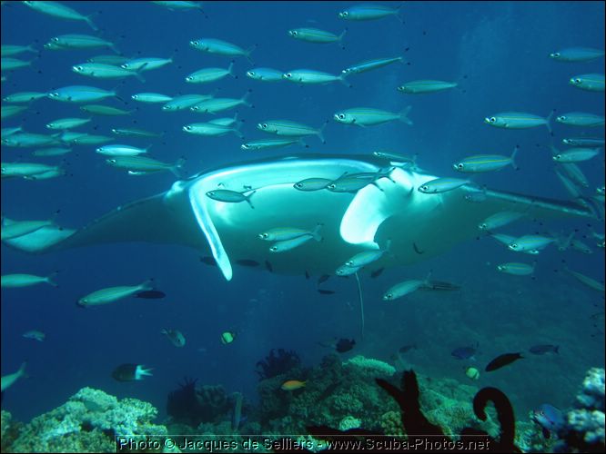9-manta-ray-5216-m1-great-barrier-reef.jpg