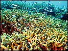 1-coral-4960-m1-great-barrier-reef.jpg