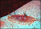 2-nudibranch-0898-c1m3-great-barrier-reef.jpg