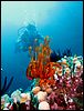 3-crinoids-5008-m1-great-barrier-reef.jpg