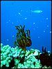 3-crinoids-5012-m1-great-barrier-reef.jpg