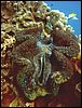 3-giant-clams-tridacna-1350-m2-great-barrier-reef.jpg