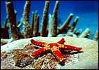 3-starfish-1187c1m2--great-barrier-reef.jpg