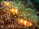 5-clownfish-1298-m1-great-barrier-reef.jpg