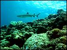 7-whitetip-reef-shark-5136-m1-great-barrier-reef.jpg
