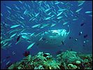 9-manta-ray-5213-m3-great-barrier-reef.jpg