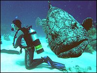 Photos sous-marines de la Grande Barrière de Corail, 2009