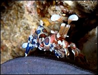 Underwater photos in Thailand by Jacques de Selliers, 2007