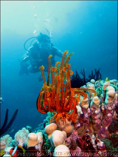 3-crinoids-5008-m1-great-barrier-reef.jpg