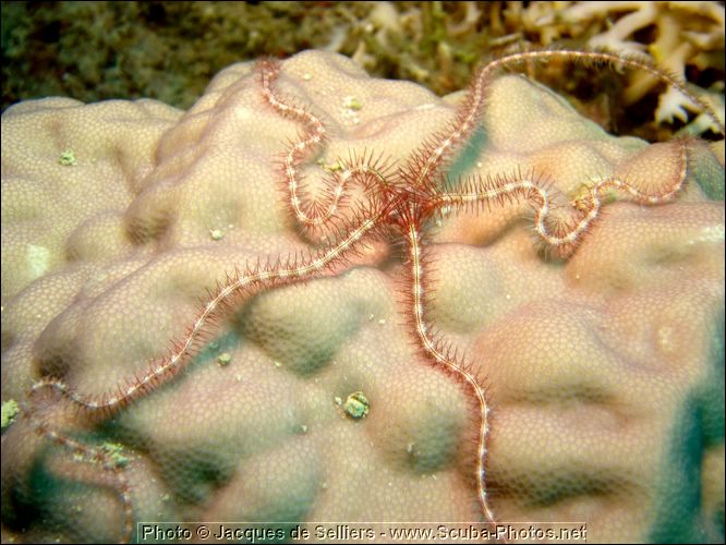 3-starfish-brittle-1254-m2-great-barrier-reef.jpg