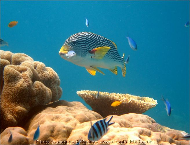 5-sweetlip-1159-m1-great-barrier-reef.jpg