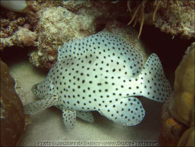 6-barramundi-cod-1270-c1m1-great-barrier-reef.jpg