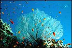 1-coral-4975-c1m1-great-barrier-reef.jpg