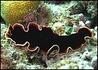 2-nudibranch-1017-c1-great-barrier-reef.jpg