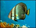 5-batfish-platax-0855-c1m1-great-barrier-reef.jpg