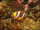 5-clownfish-1336-great-barrier-reef.jpg