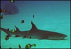 7-reef-shark-1137-m3-great-barrier-reef.jpg