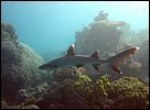 7-whitetip-reef-shark-1307-c1m1-great-barrier-reef.jpg