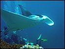 8-manta-ray-5205-m1-great-barrier-reef.jpg