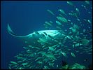 9-manta-ray-5188-m2-great-barrier-reef.jpg