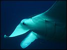 9-manta-ray-5221-m0-great-barrier-reef.jpg