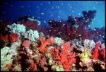 red-sea-1997-28.jpg