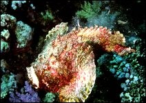 Red Sea underwater photos by Jackie Saddlers, 1997