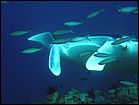 Manta ray at the Great Barrier Reef
